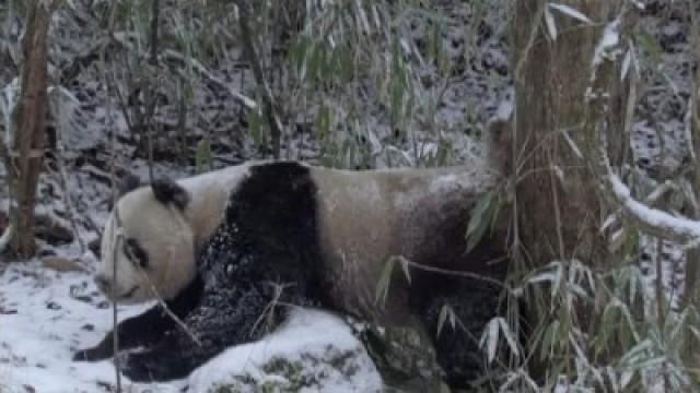 Land of the Panda