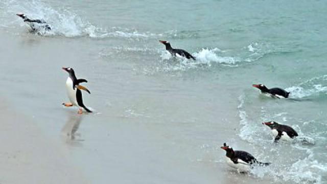 Falklands - West is Best