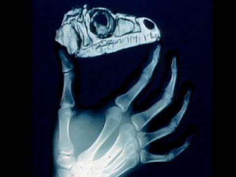 Paul Sereno: What can fossils teach us?