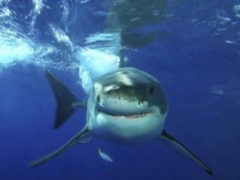 Underwater Killers