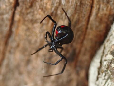 Eight-Legged Killers