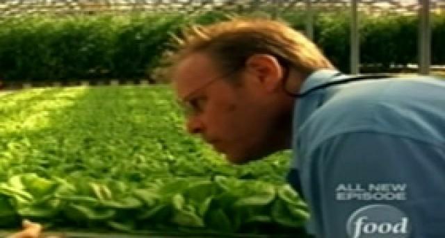 Island Thyme