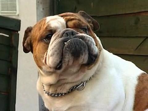 Pugsley