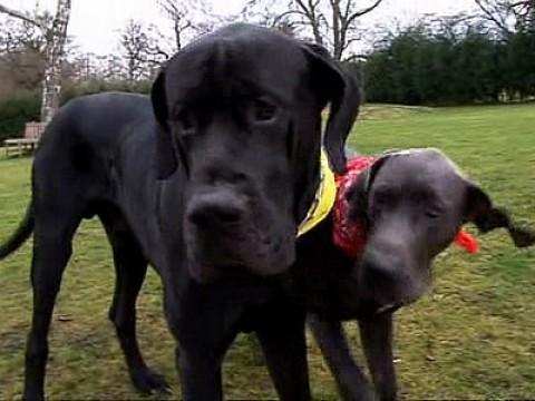Bailey and Crufts