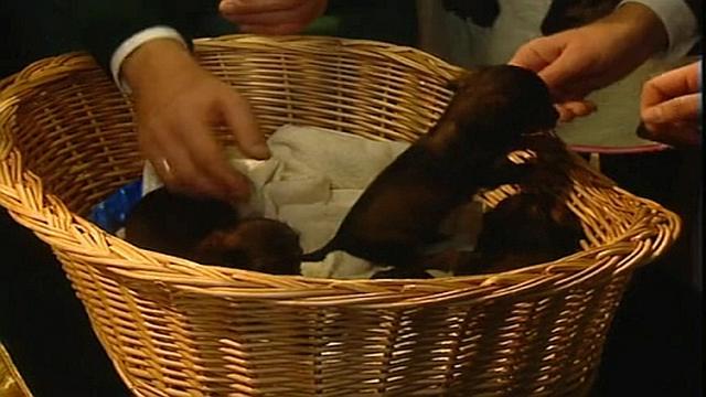 Ein Baby für die Krauses