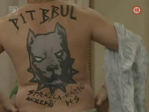 Pitbull Banán