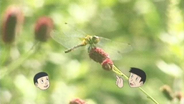 アカトンボのふしぎ／最後はやっぱりうさみちゃんが事件解決！
