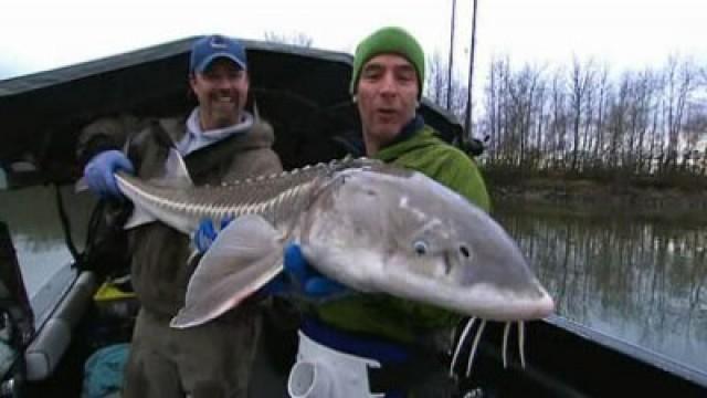 Ten Best Catches