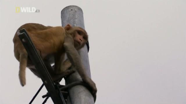 Monkey Catcher