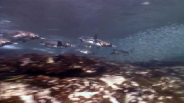 Penguin Shores