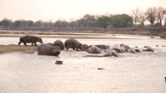 Zambia