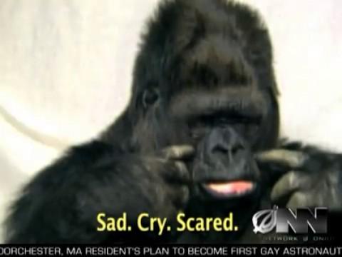 Scientists Successfully Teach Gorilla It Will Die Someday