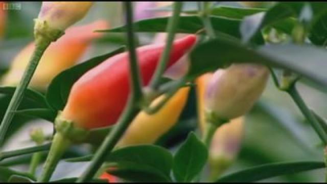 Vegetables