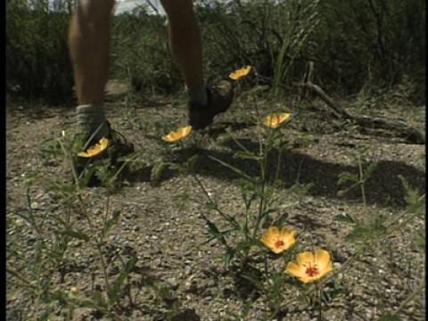 Arizona: Land of the Serpent