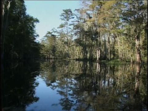 Louisiana: Call of the Cajun Wild
