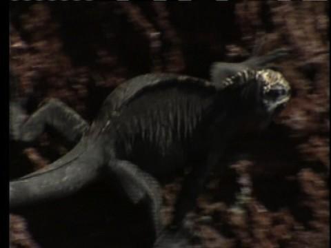 Galapagos: The Living Laboratory