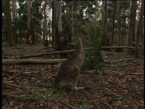 Tasmania: Sympathy for the Devil