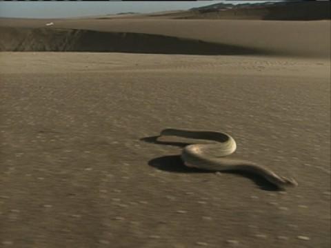 Snake-Tacular