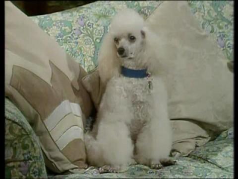 A Dog's Ransom (Part 1)