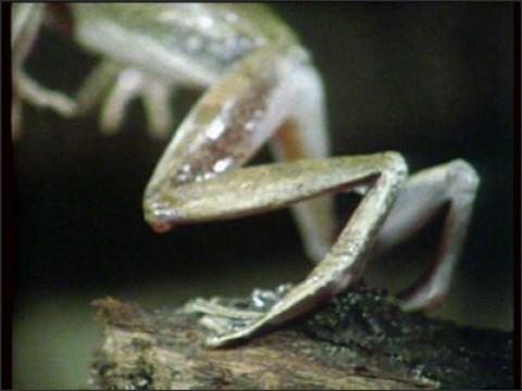 Reptilien und Amphibien
