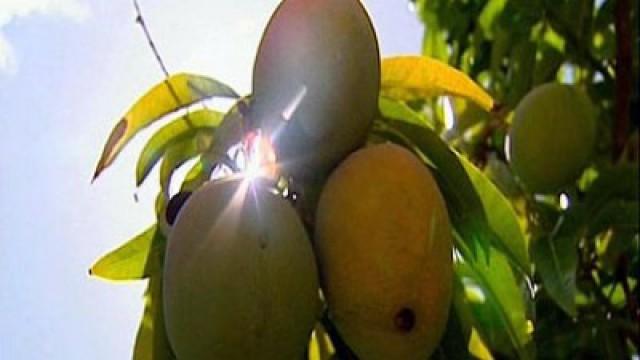Mangoes + Cheese