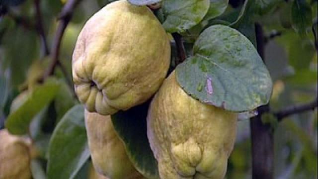Quince & Pork