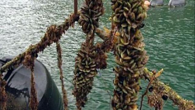 Olives & Mussels