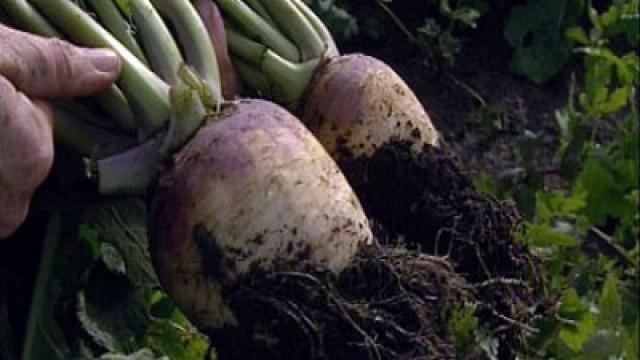 Root Veg & Guinea Fowl