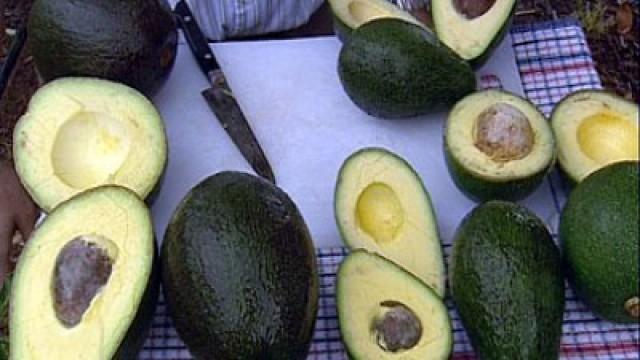 Brussels Sprouts + Avocado