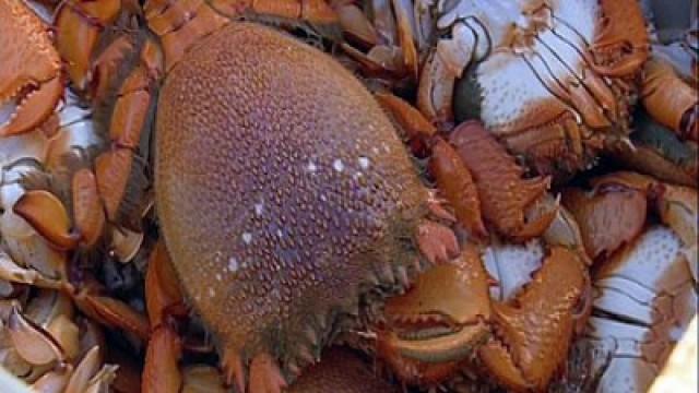 Cheese + Crabs