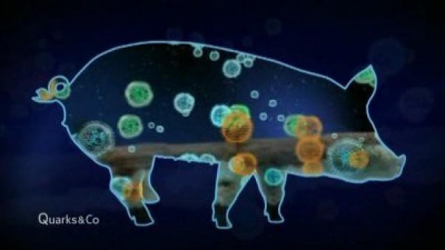 Die Schweinegrippe - Wie gefährlich ist sie wirklich?