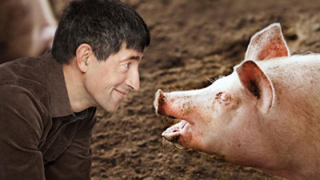 Ein Schweineleben