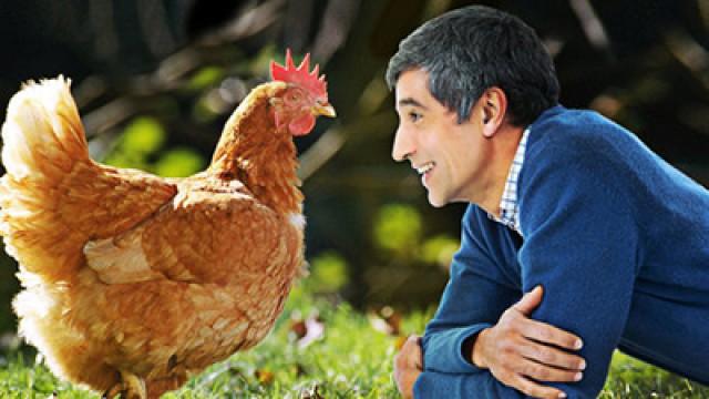 Das Huhn