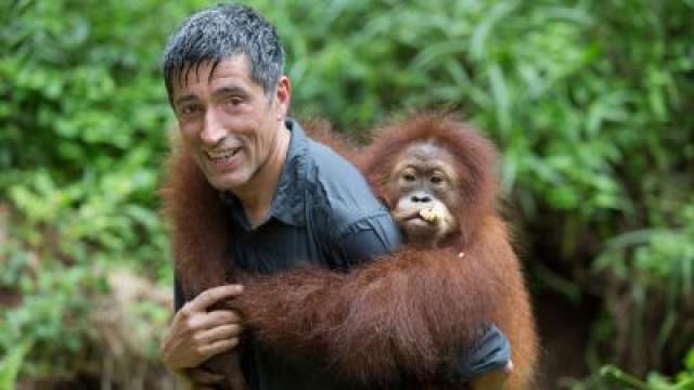 Die letzte Geschichte des Orang-Utan