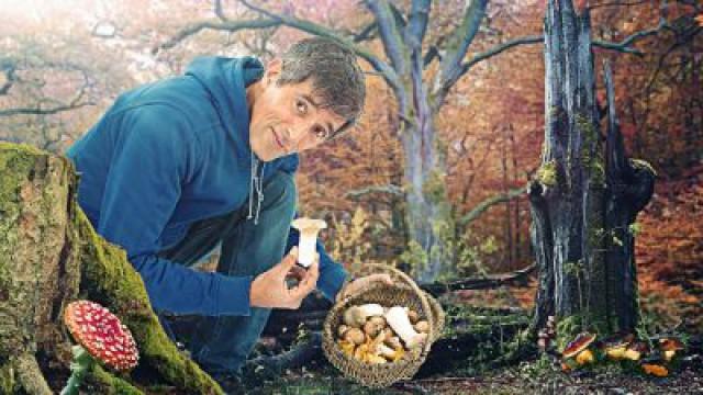 Heimliche Herrscher - Die wundersame Welt der Pilze