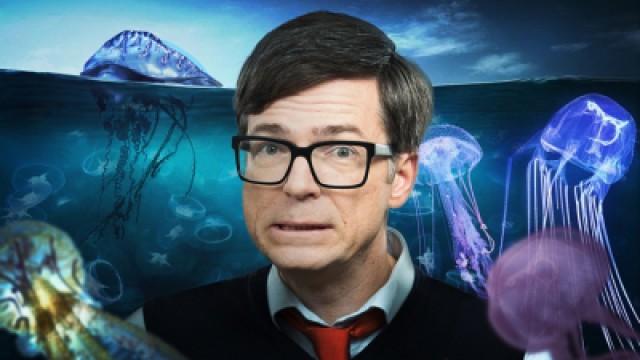 The jellyfish plague - can we still go swimming safely?