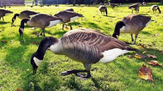 Alle Vögel sind schon da: Die verrückte Vogelwelt im Westen