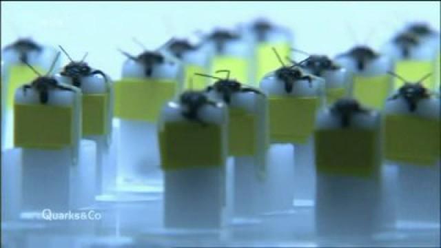 Die Waffen der Terror-Fahnder