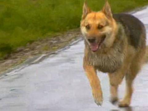 De wolf van halfzeven