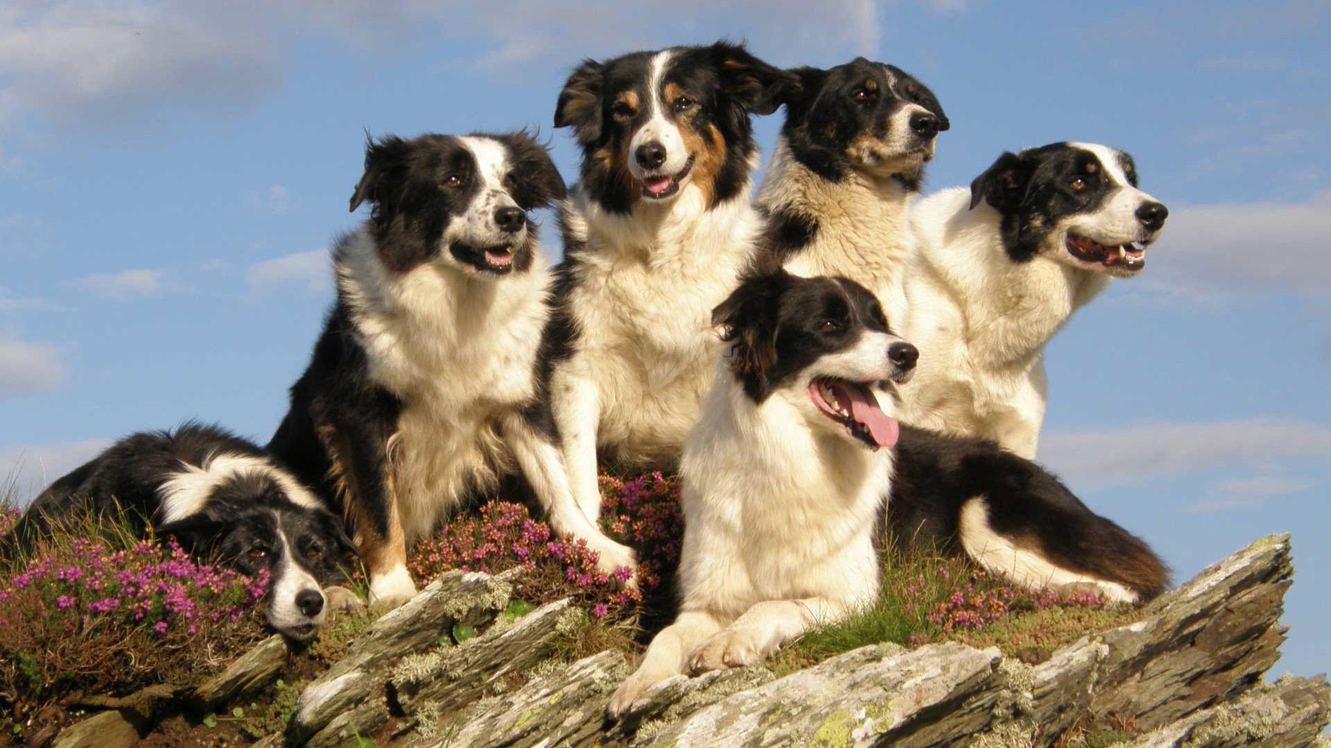 Mist: Sheepdog Tales