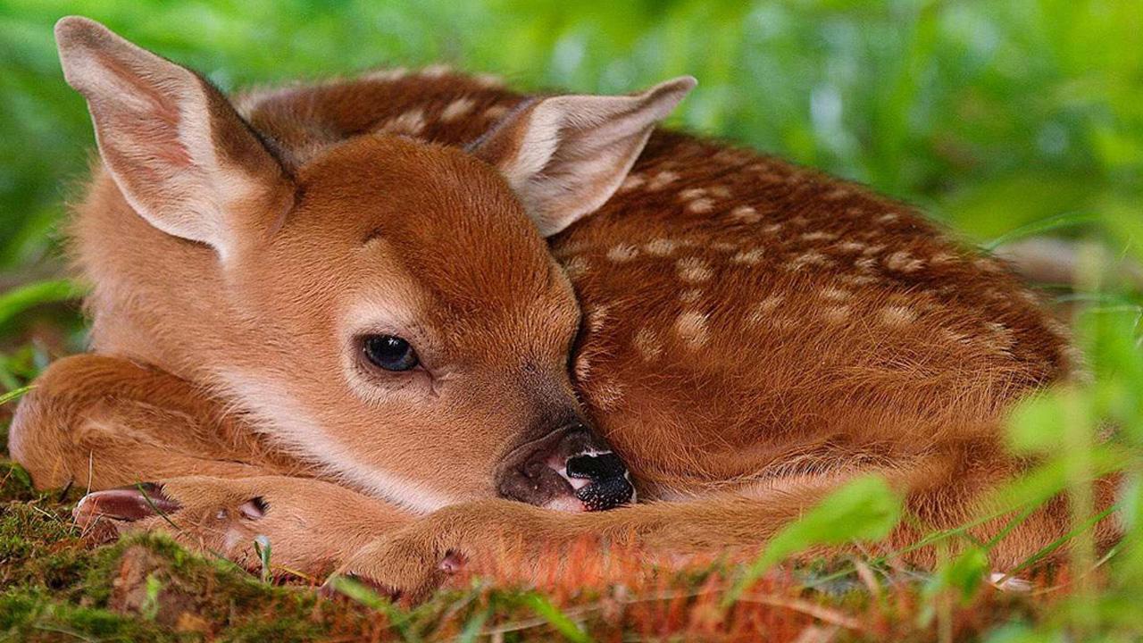 El Maravilloso Mundo de los Animales