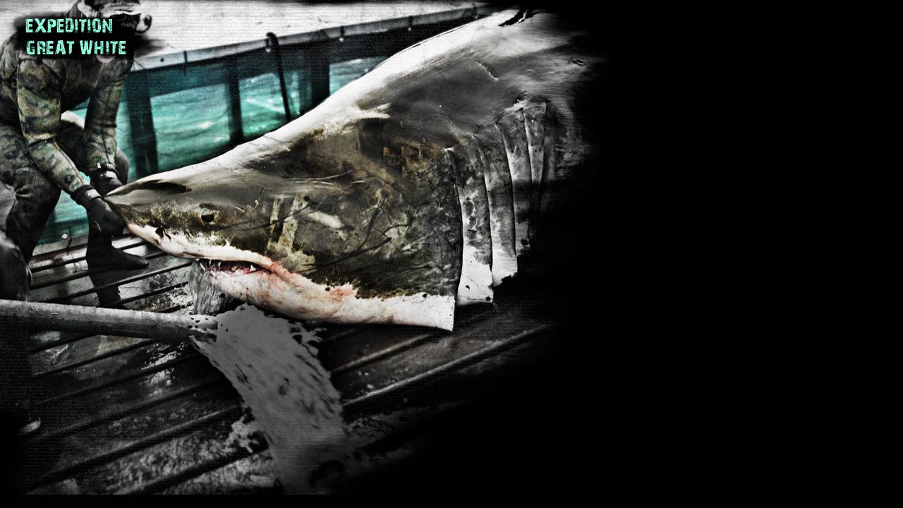 Expedition Great White