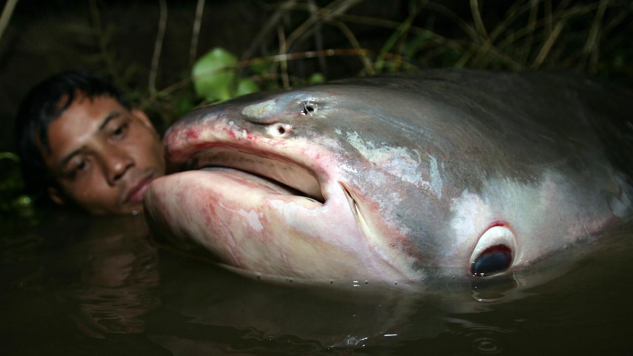 Auf der Suche nach dem Monsterfisch