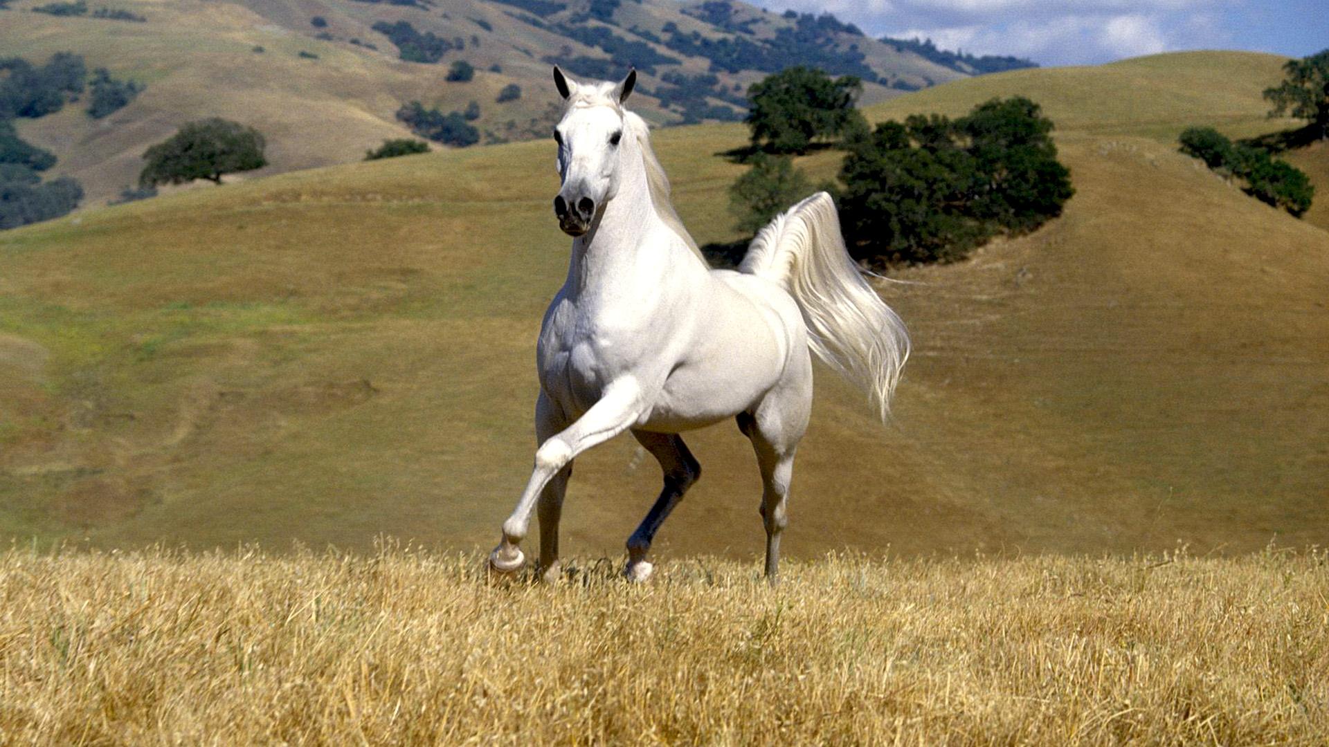 Martin Clunes: Horsepower