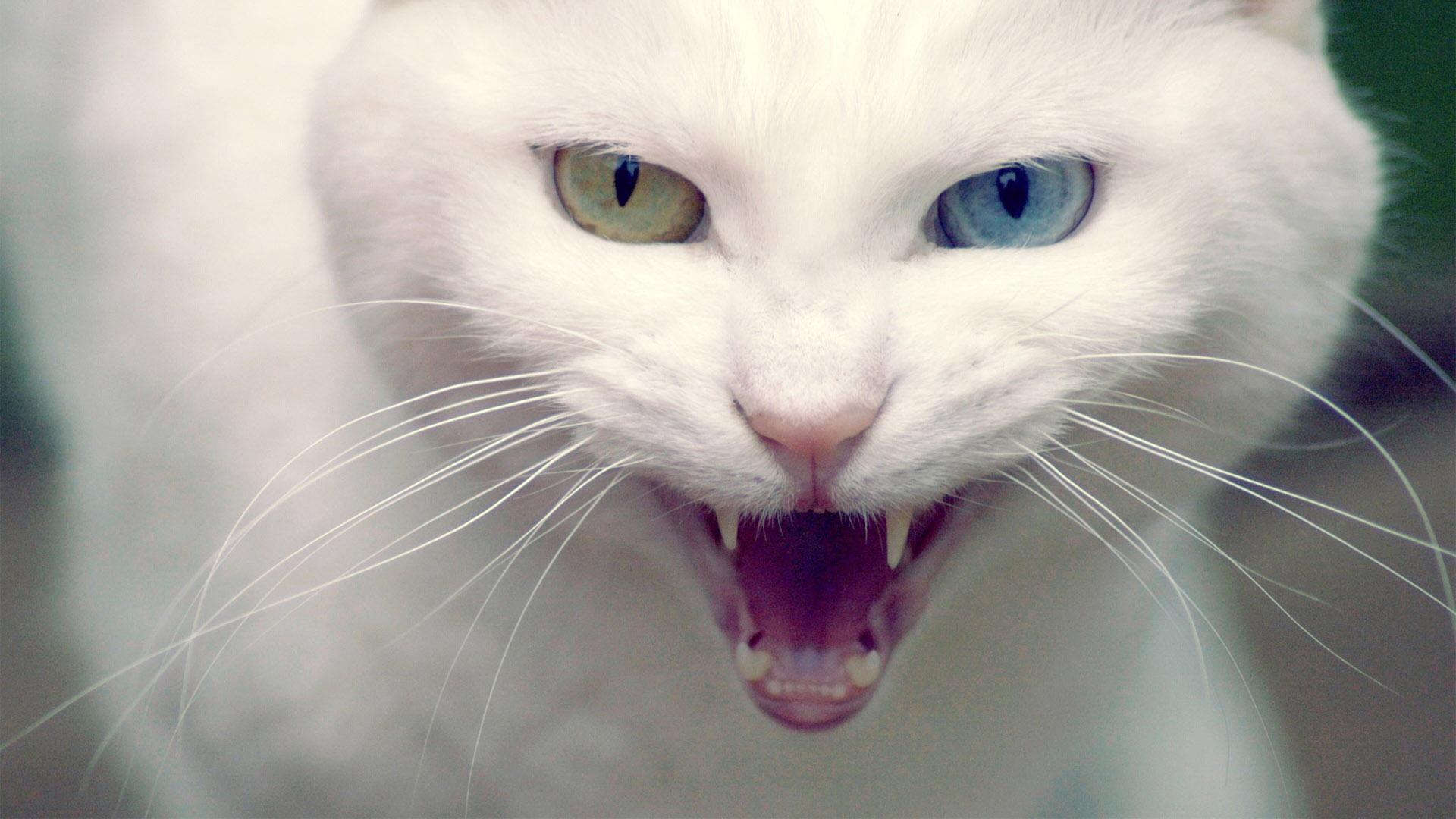 Der Katzenflüsterer