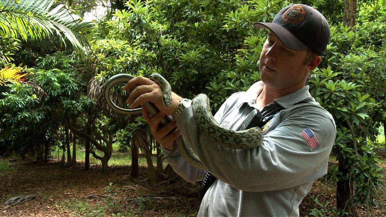 Swamp Wars