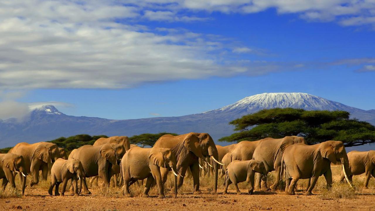 Elephant Diaries