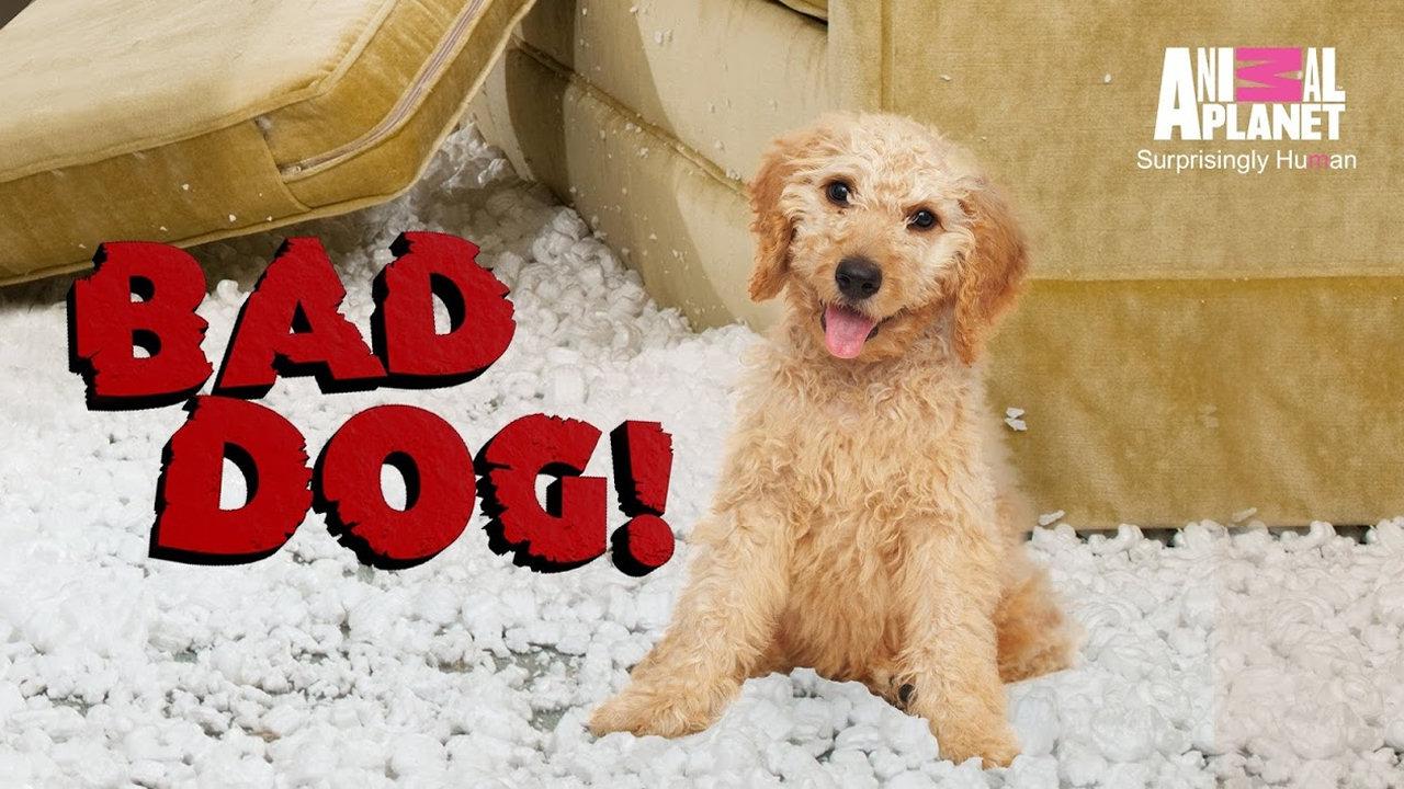 Bad Dog!