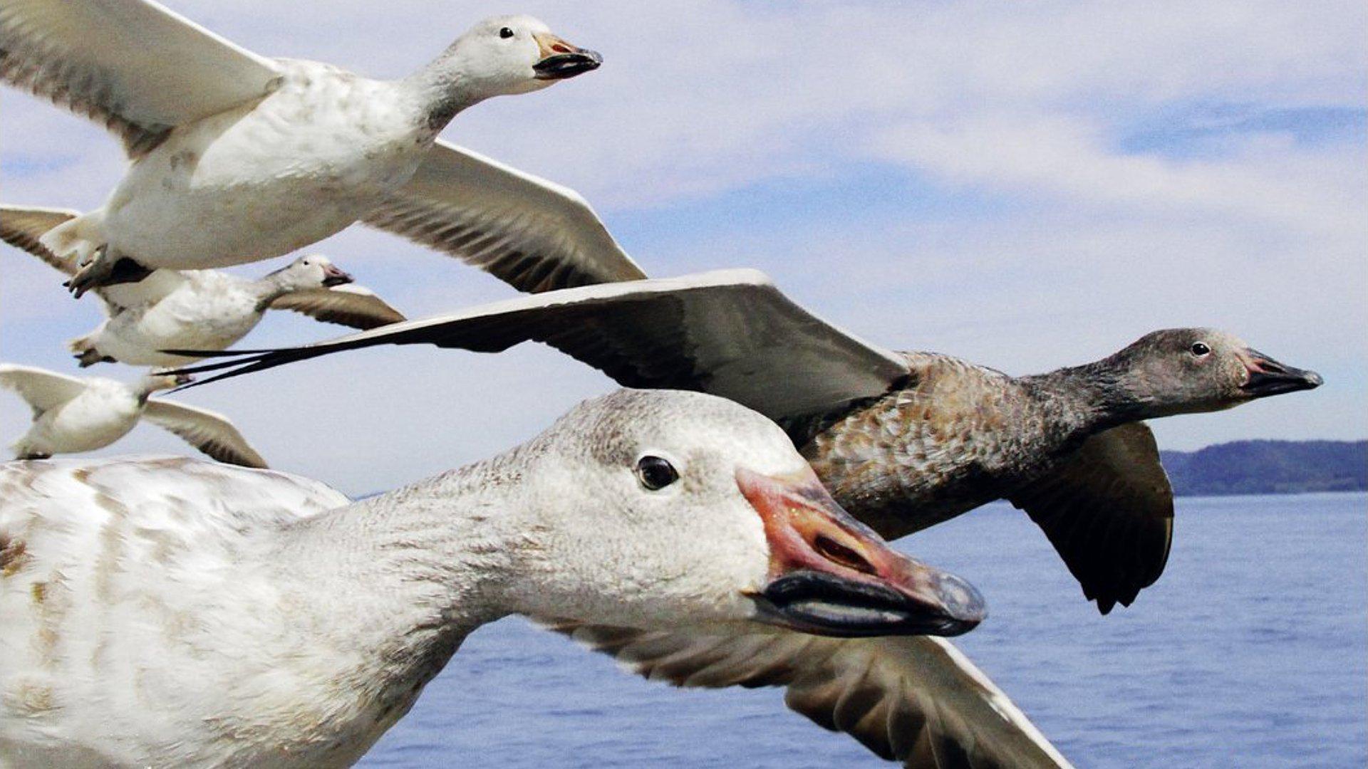 Earthflight