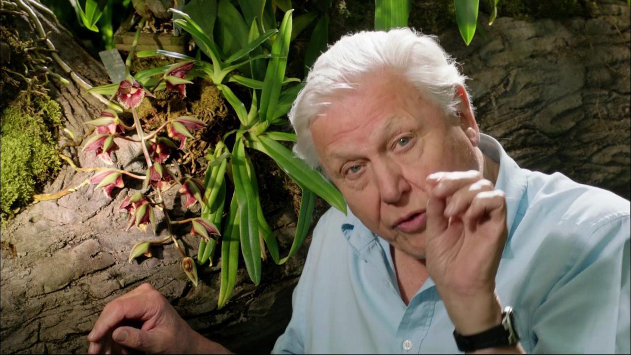 Nel regno segreto delle piante con David Attenborough